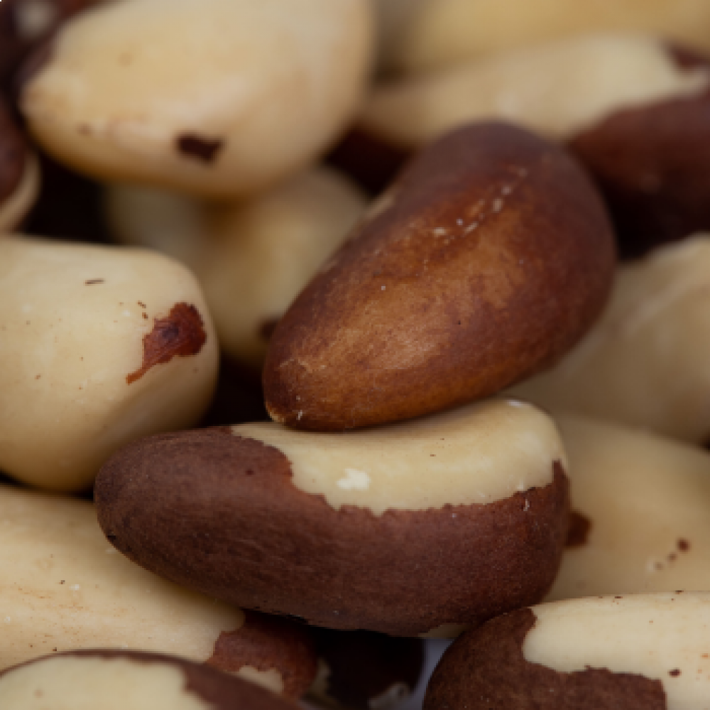 BRAZIL NUTS TYPE MIDGET 44LB — MADRE DE DIOS, Peru