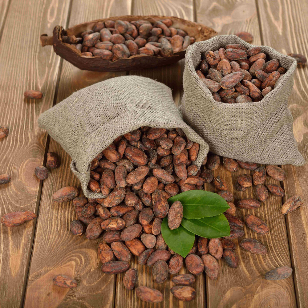 organic raw cacao beans — LIMA, Peru