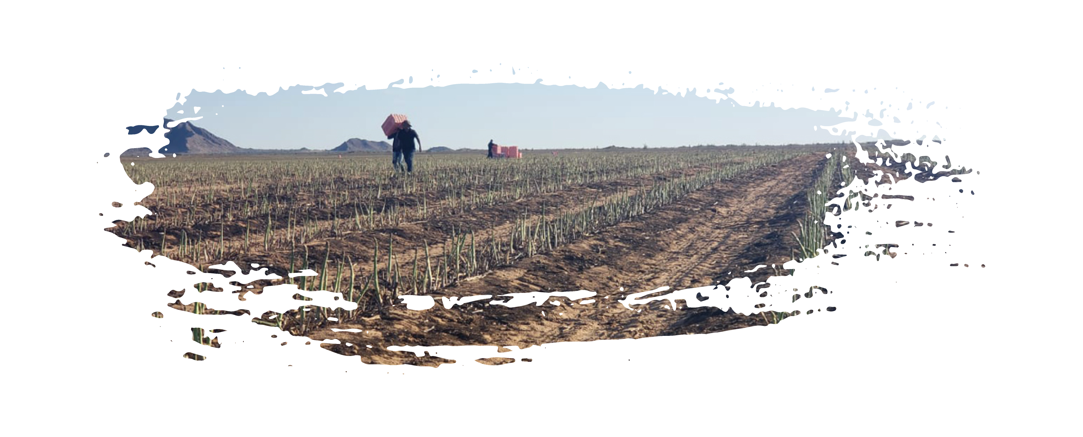 Asparagus 2