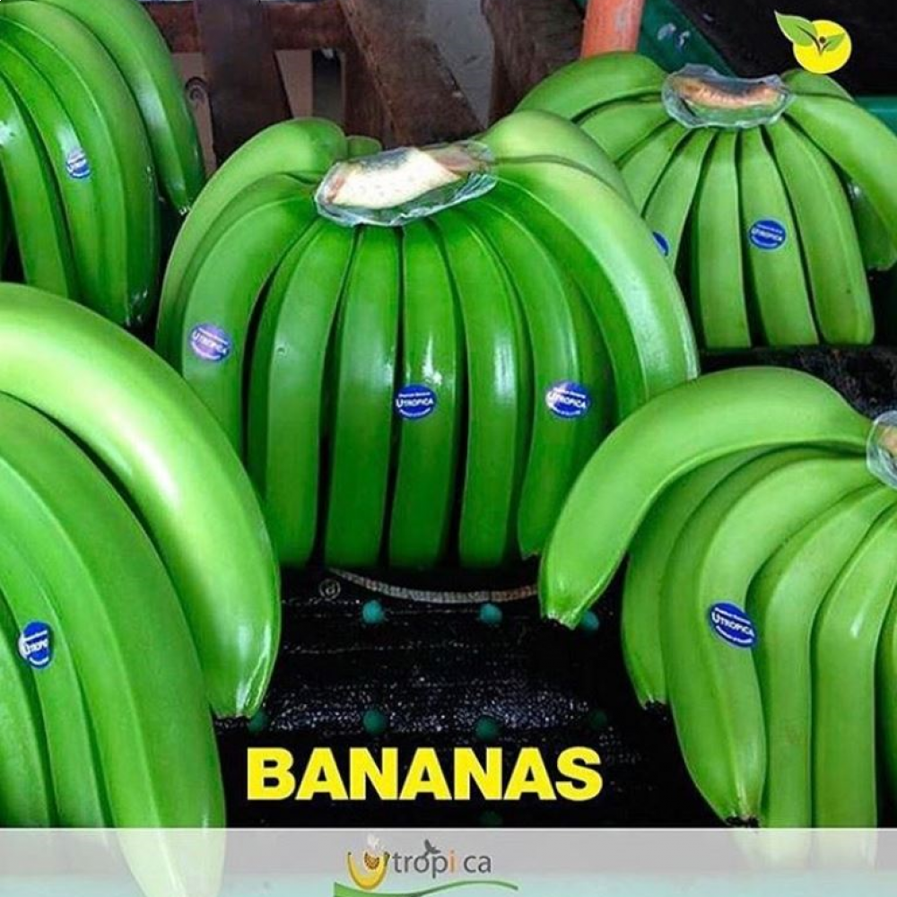 CAVENDISH BANANA. — LIMA, Peru 3