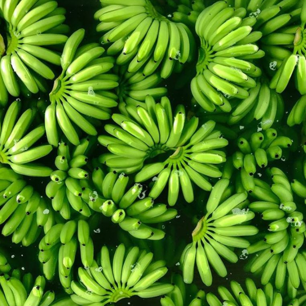 CAVENDISH BANANA. — LIMA, Peru 2