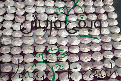 Normal White Garlic — Egypt