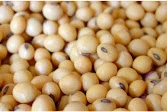Dried Soy Bean — Kano, Nigeria
