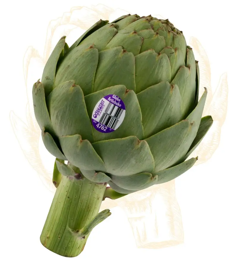 Globe Artichokes