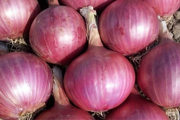 Fresh Onions — Nashik, India
