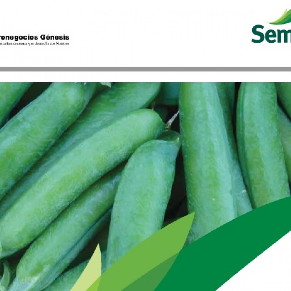 seeds pea quantum — ica, Peru