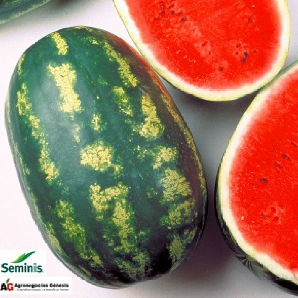 SEEDS WATERMELON SANTA AMELIA — ica, Peru