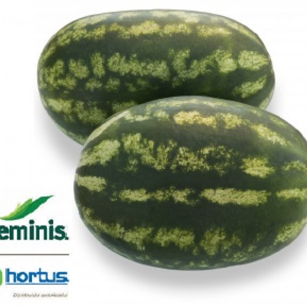 Seeds watermelon Santa Matilde — ica, Peru