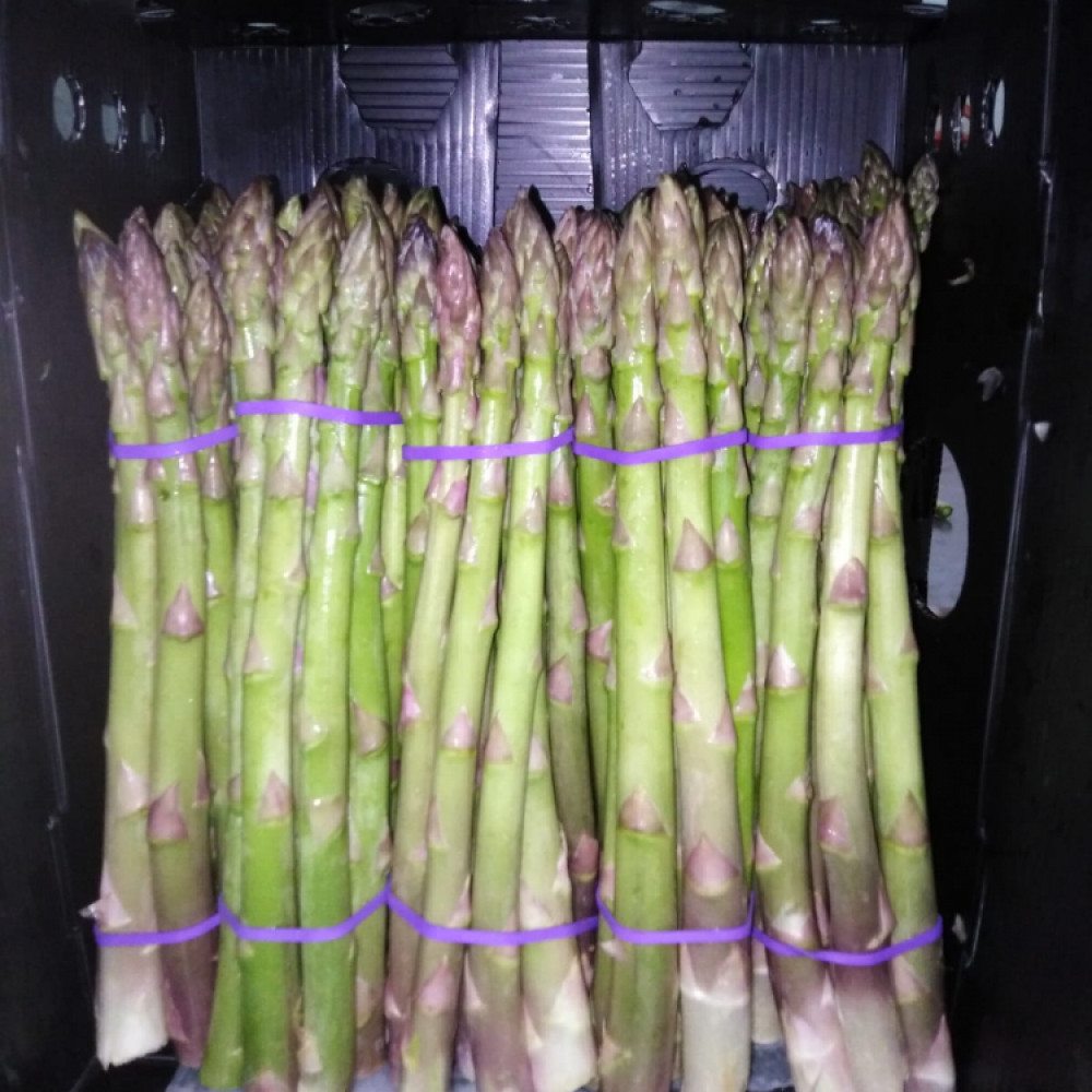 FRESH GREEN ASPARAGUS 2.5Kg BOXES — Trujillo, Peru — Fruit & Vegetables lot from Trujillo, Peru