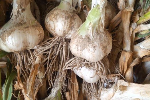 Pure White Garlic — Swabi, Pakistan