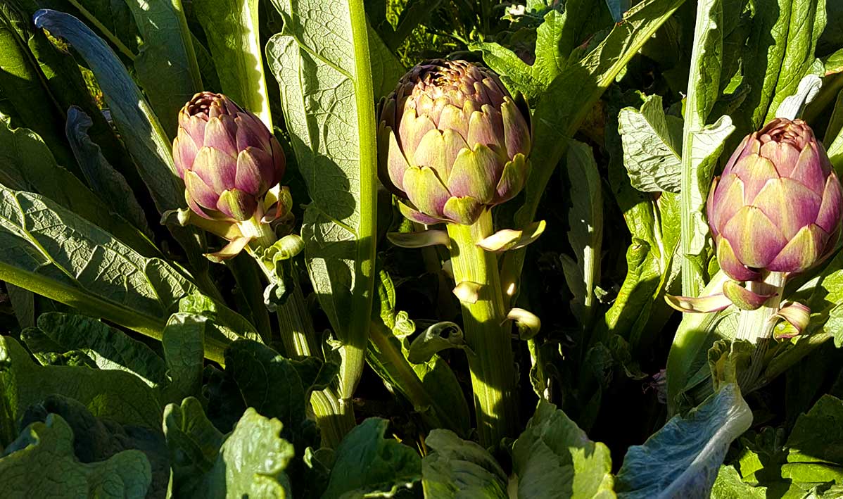 Violet Artichoke 2