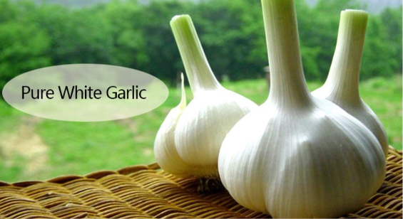 Pure White Garlic — Jining, China — Fruit & Vegetables lot from Jining, China