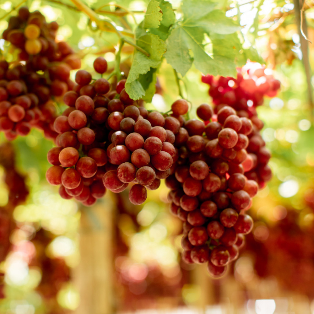 Grapes — Ica, Peru
