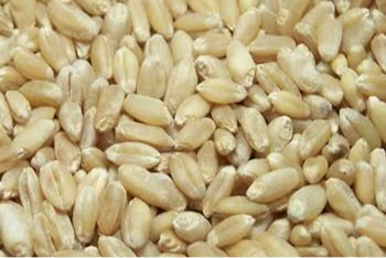 Common Wheat — Rampur, India