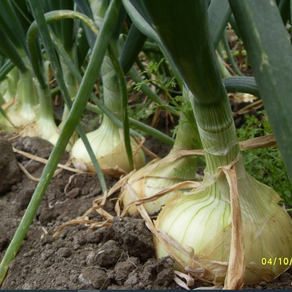 SWEET YELLOW ONION — LIMA, Peru 2