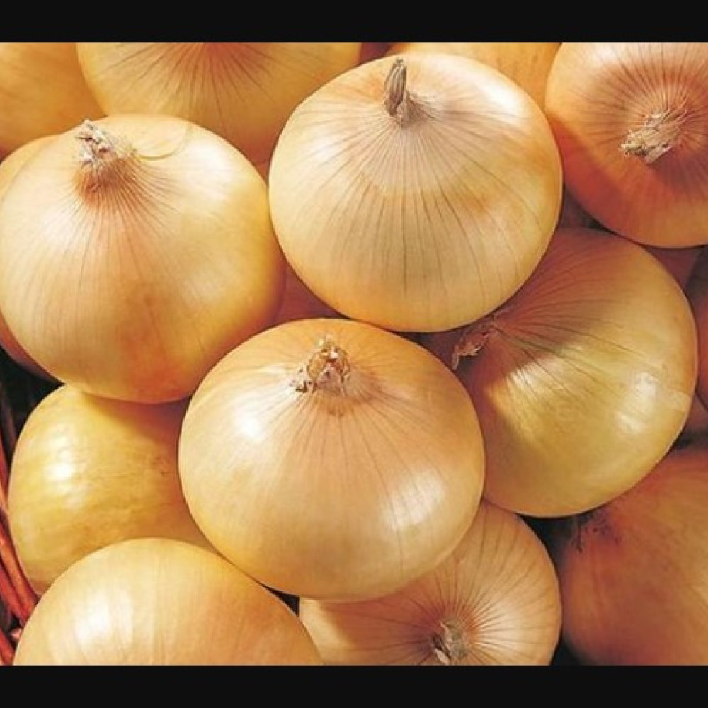 SWEET YELLOW ONION — LIMA, Peru 3