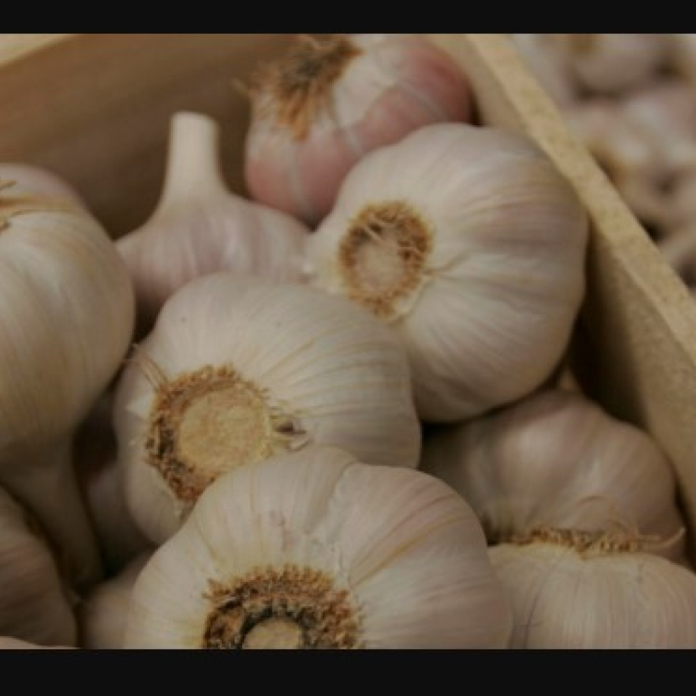 GARLIC — LIMA, Peru