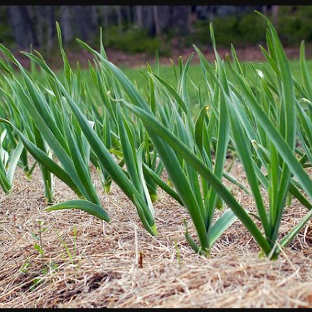 GARLIC — LIMA, Peru 3