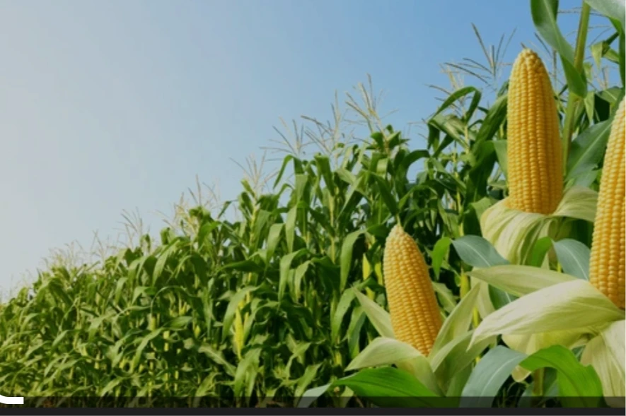 Dent Corn Maize — Ibadan, Nigeria