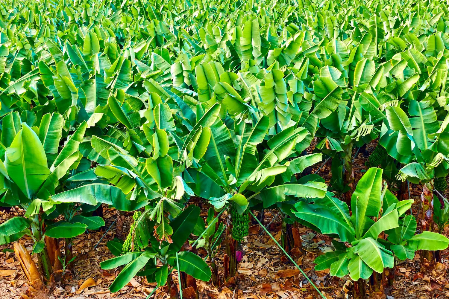 Cavendish Banana 2
