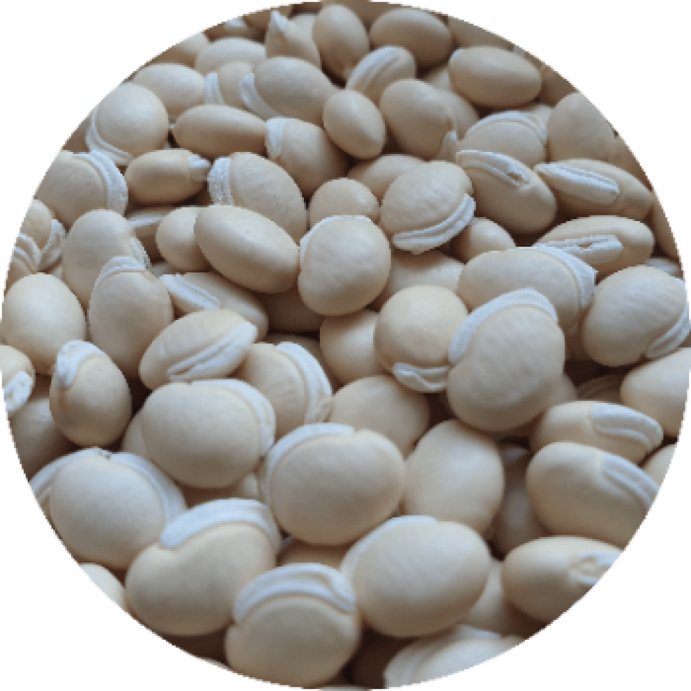 VAL BEANS — Chiclayo, Peru
