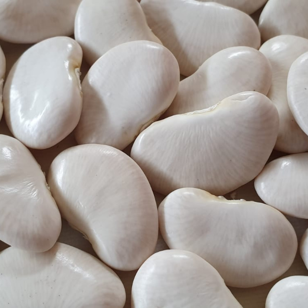 JUMBO LIMA BEANS — Chiclayo, Peru