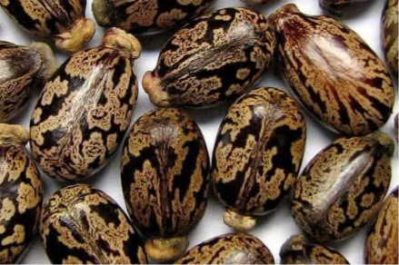 Fresh Black Bean — Kasur, Pakistan