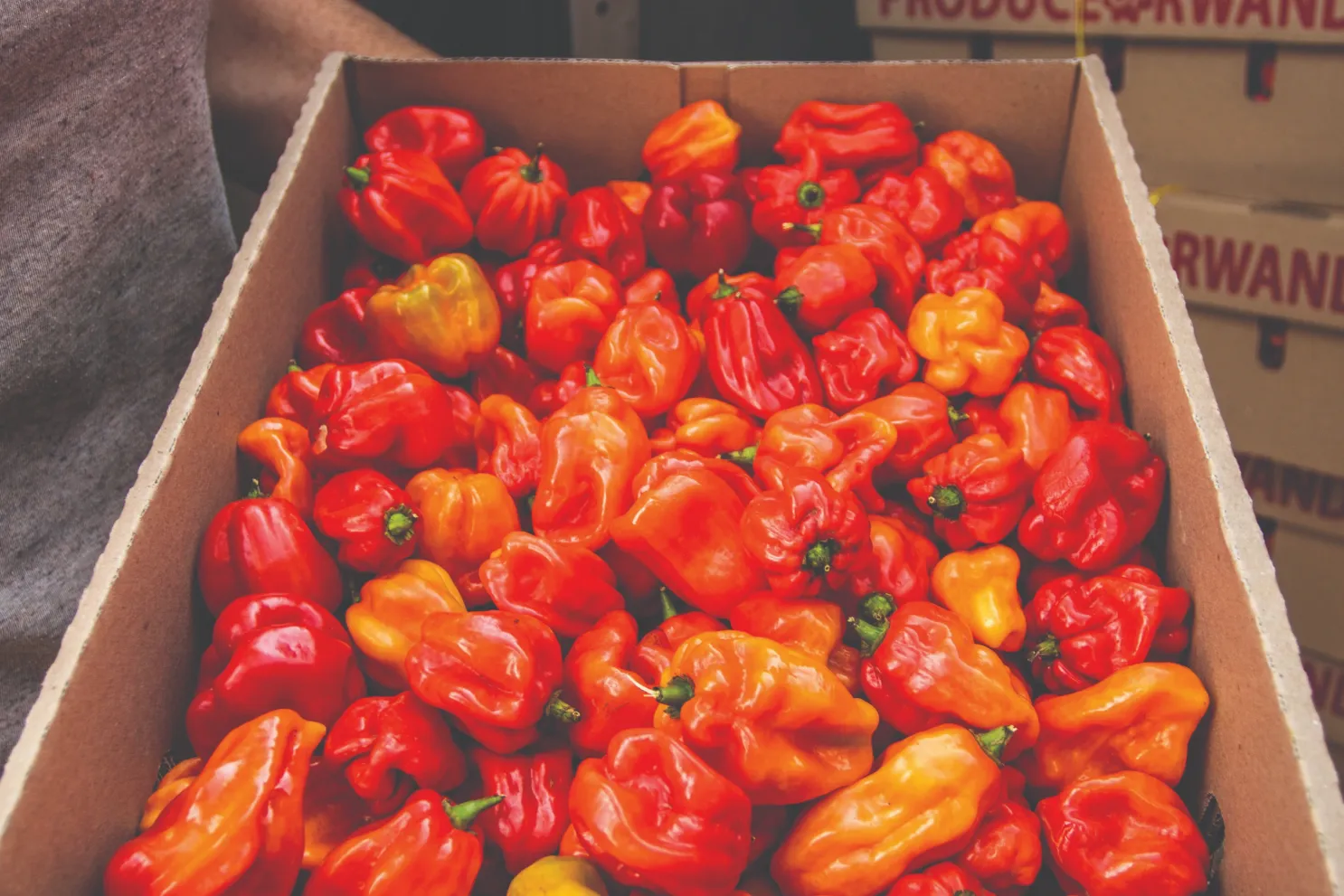 Exotic Chilies — Kigali, Rwanda