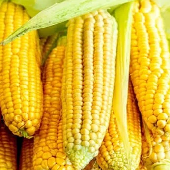 Corn (yellow) — Cereals lot from Apostolove, Dnipropetrovska oblast, Ukraine