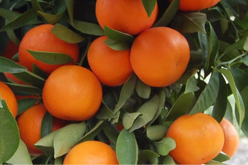 Fresh Oranges — Abohar, India