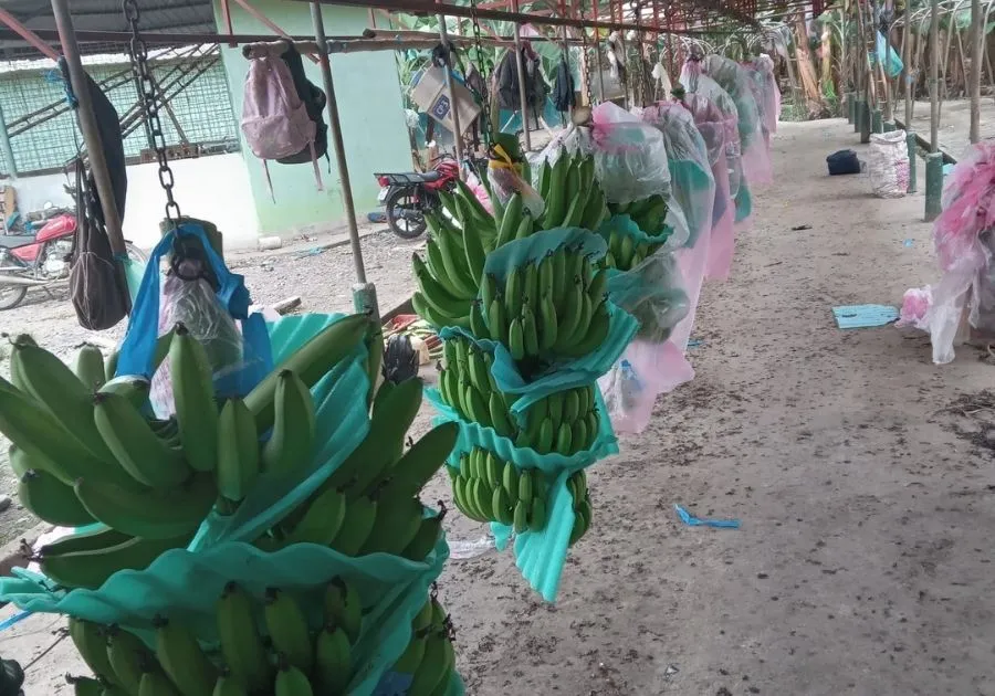 Premium Cavendish Bananas 2