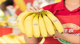 Cavendish Banana — XuZhou, China