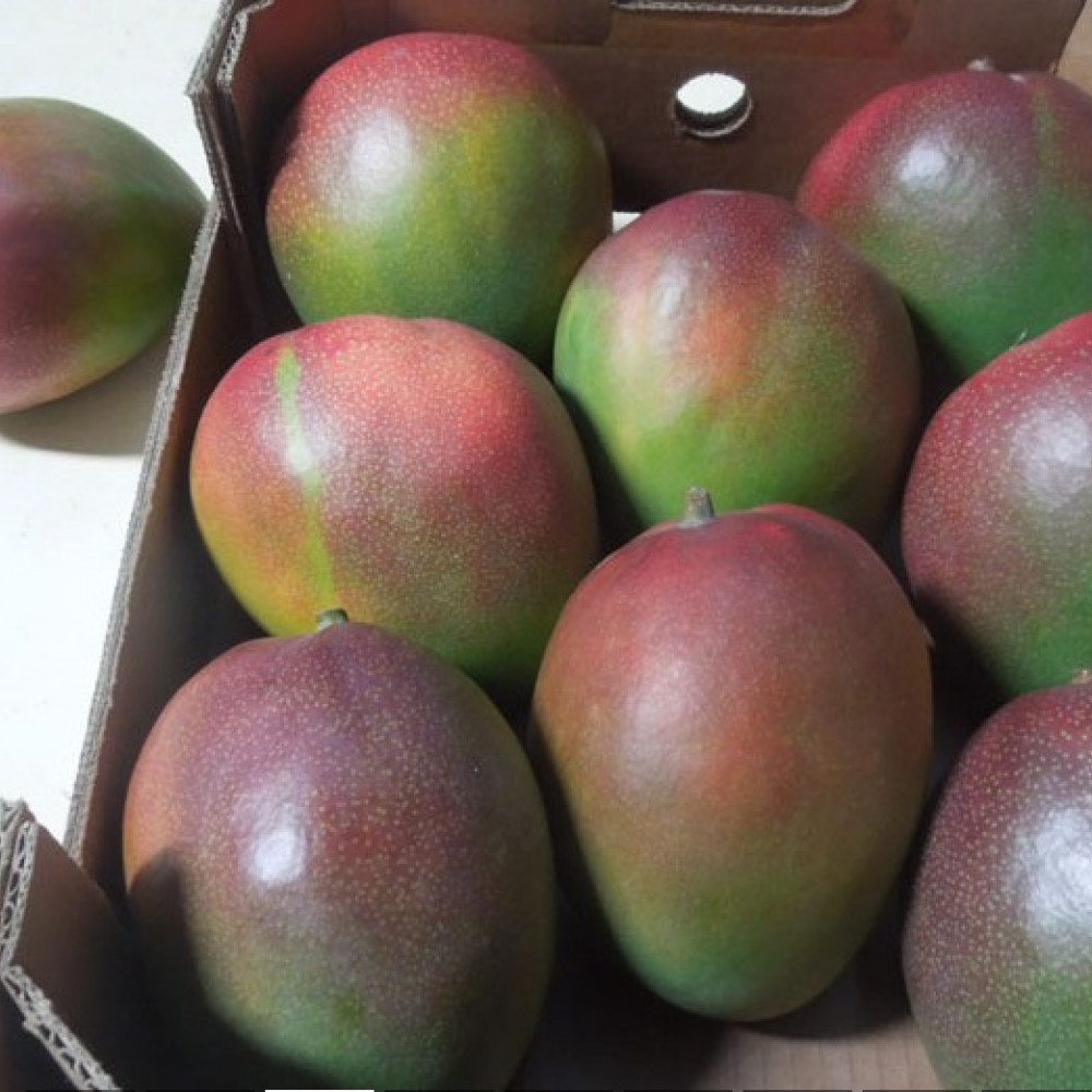 MANGO FRESCO KENT — LIMA, Peru