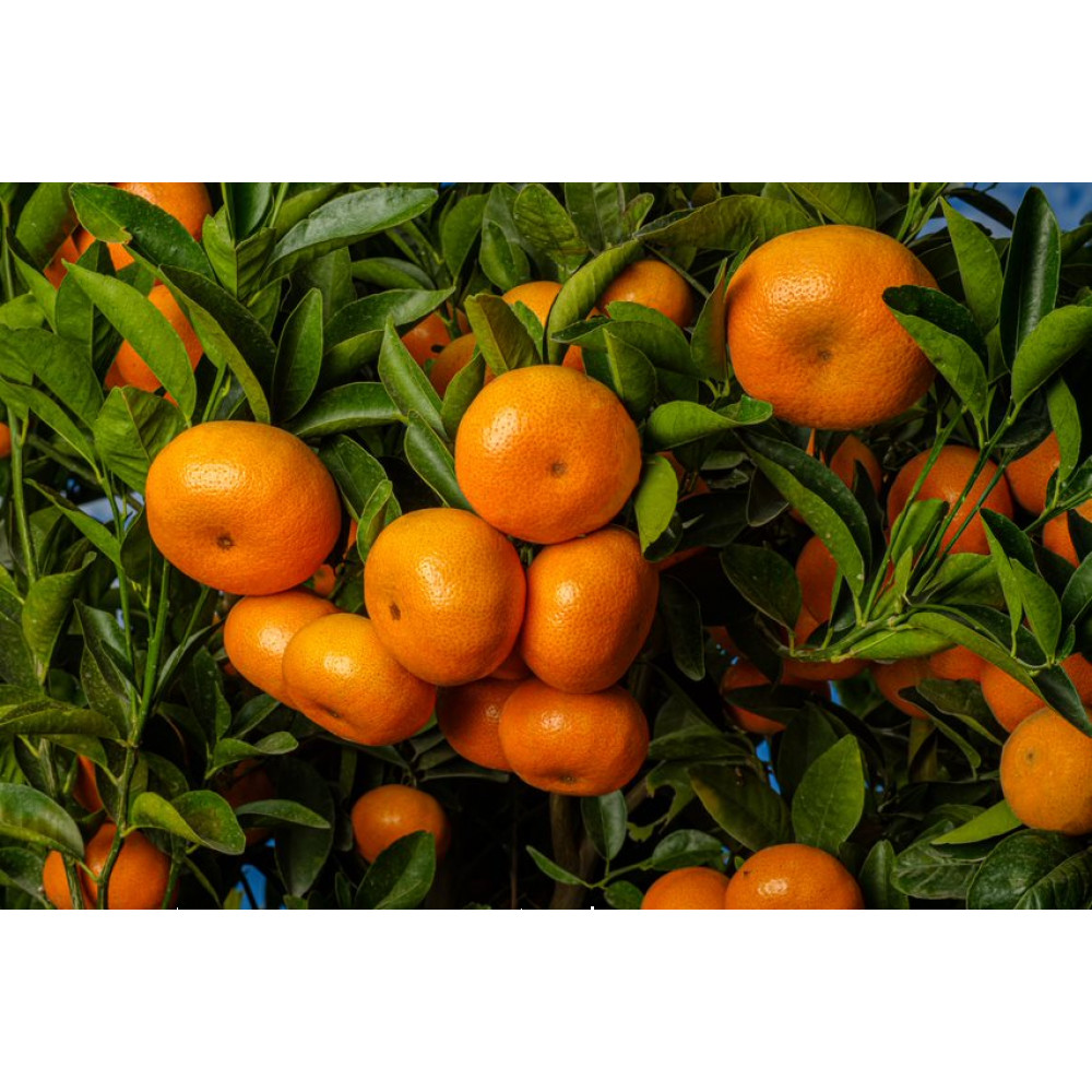 mandarine w murcott — Lima, Peru 2