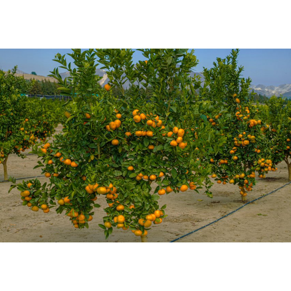 mandarine w murcott — Lima, Peru