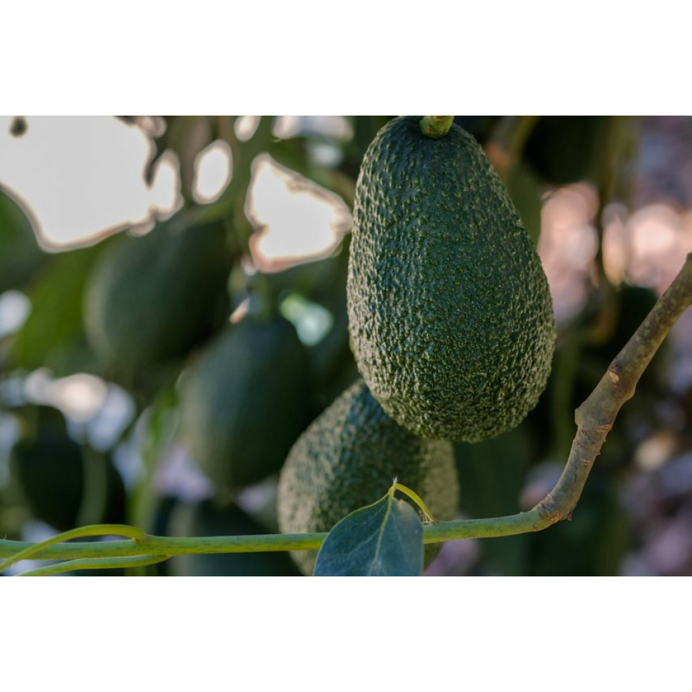 avocados — Lima, Peru 2
