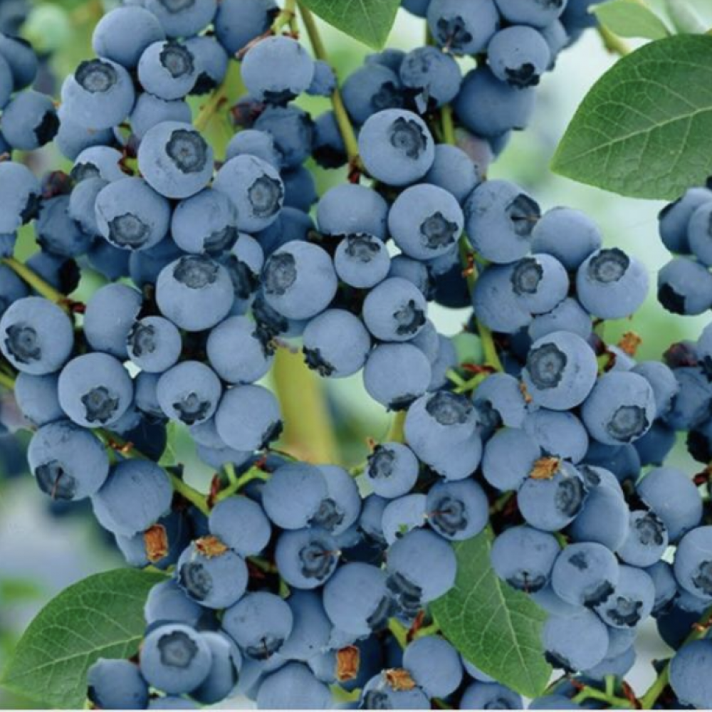 blueberries — Lima, Peru