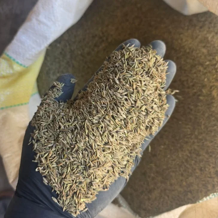 Cumin seeds