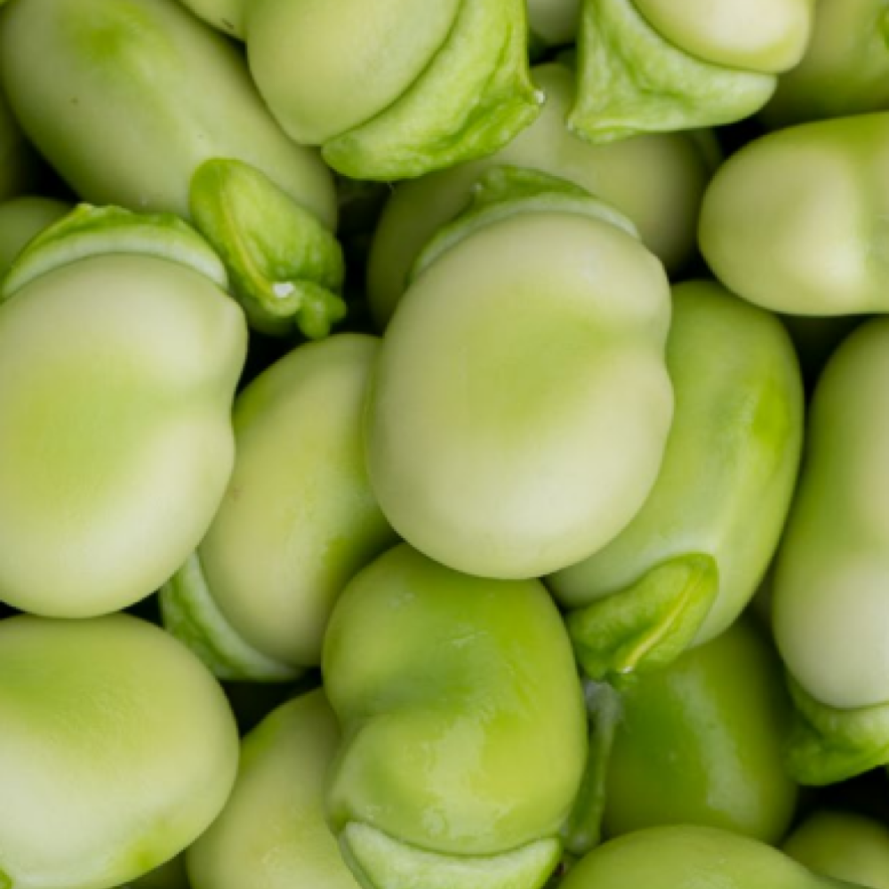 Fava Beans Bulk — Lima, Peru 2