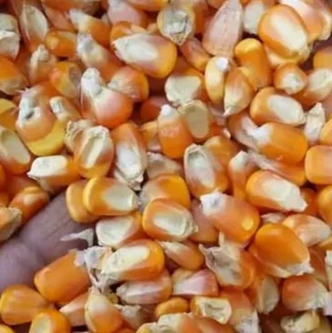 Corn (yellow) 2