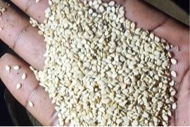 Common Wheat — Bamako, Mali