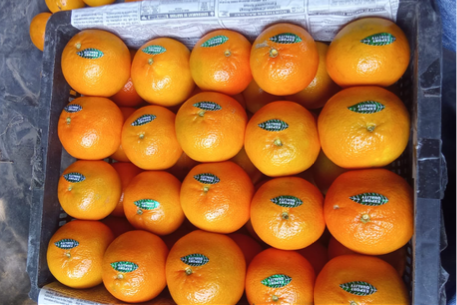 Fresh Oranges — Abohar, India