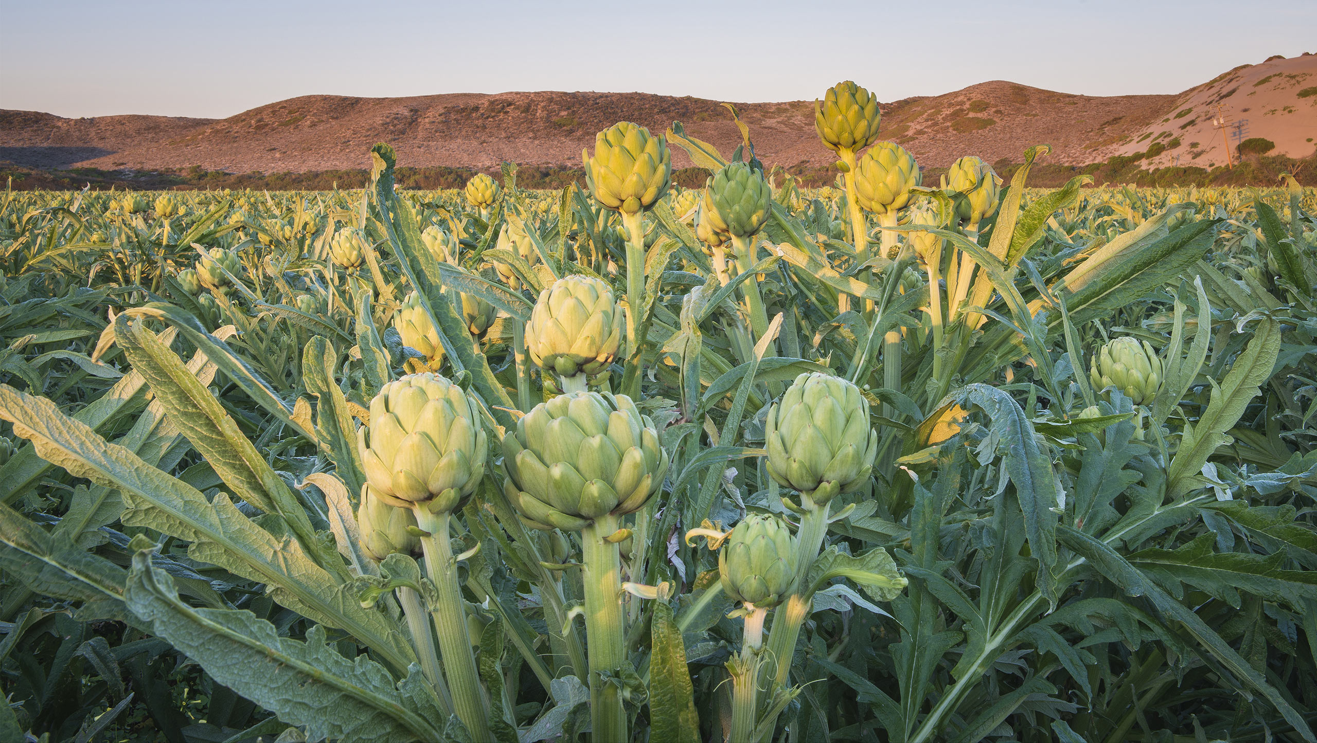 The Original California Artichoke 2