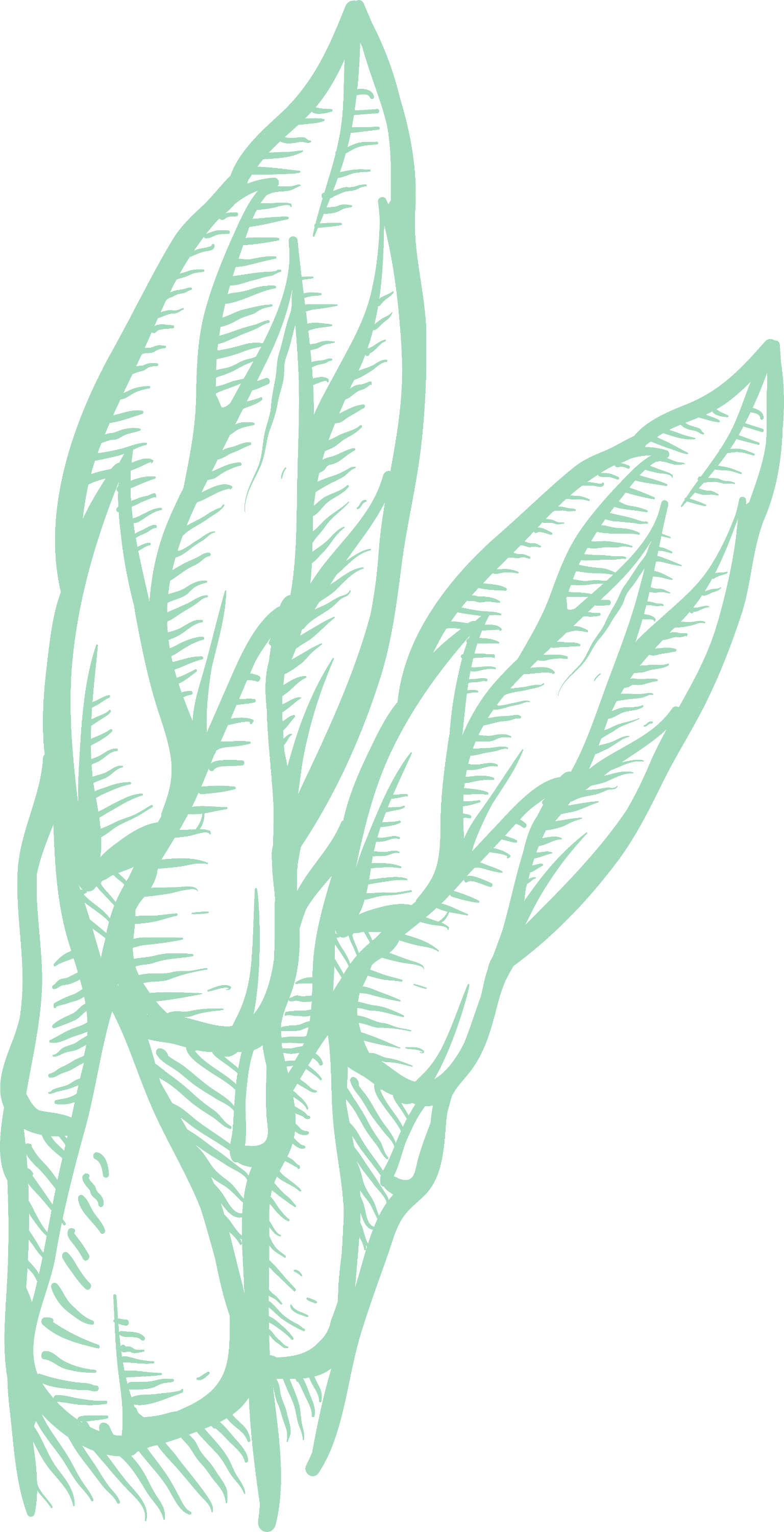 Green Asparagus 2