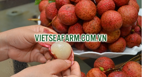 Fresh Lychee — Ho Chi Minh City, Vietnam — Fruit & Vegetables lot from Ho Chi Minh City, Vietnam