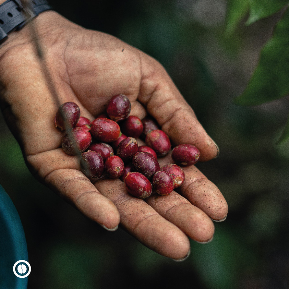 GEISHA COFFEE — Lima, Peru 2