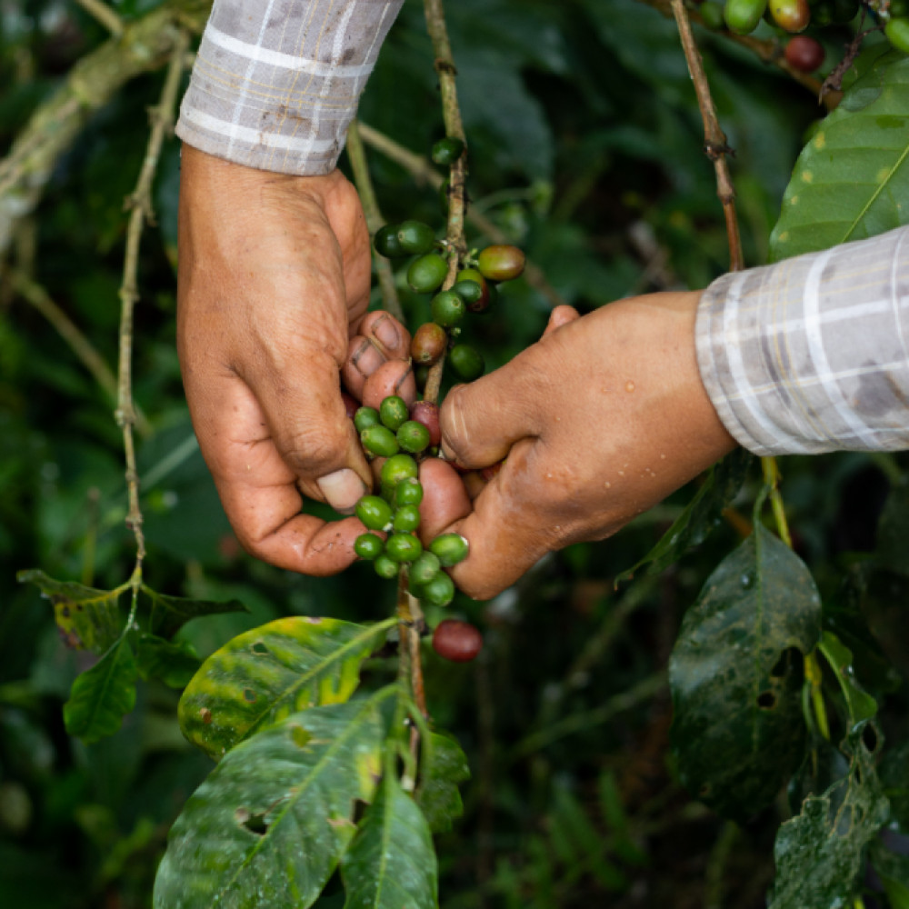 PACHE COFFEE — Lima, Peru 2