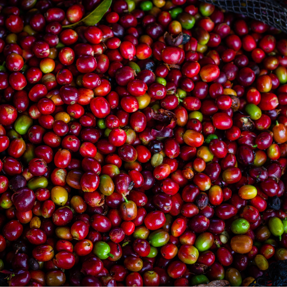 GEISHA COFFEE — Lima, Peru
