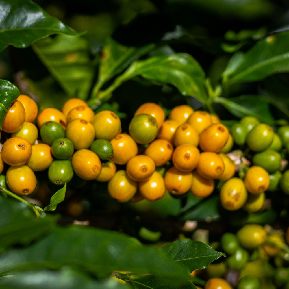 BOURBON COFFEE — Lima, Peru