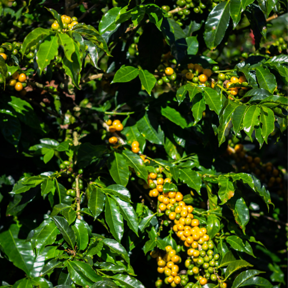 BOURBON COFFEE — Lima, Peru 2